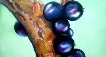 Fig. 9 – Jaboticabas on the trunk, 2019, Rosângela Vig.