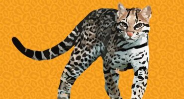 Denilson Baniwa, Ocelot - featured. Disclosure.