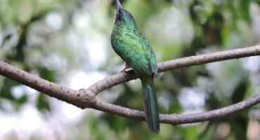 Obra "O Arirámbá e a Libélula" by artist Leal Nadine. Photo: Disclosure.