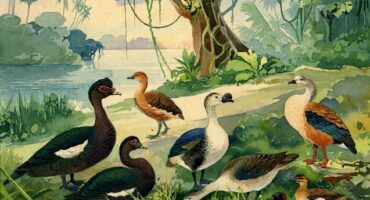 "Marrecão - Ducks - Marrecas" by Emílio Goeldi. Photo: Disclosure.