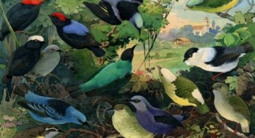 'Uirapurus - Rendeiras - Saís', lithograph of the Brazilian Fauna and Flora show, with birds cataloged by Emílio Goeldi.