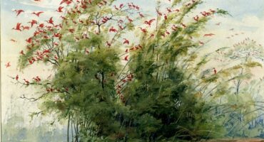 Emílio Goeldi, ''Cena de um ninhal de guarás na costa atlântica da Ilha de Marajó''. Photo: Disclosure.