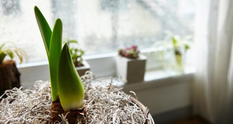 Jardim de inverno: o que é e como fazer na sua casa. Imagem de wirestock no Magnific.