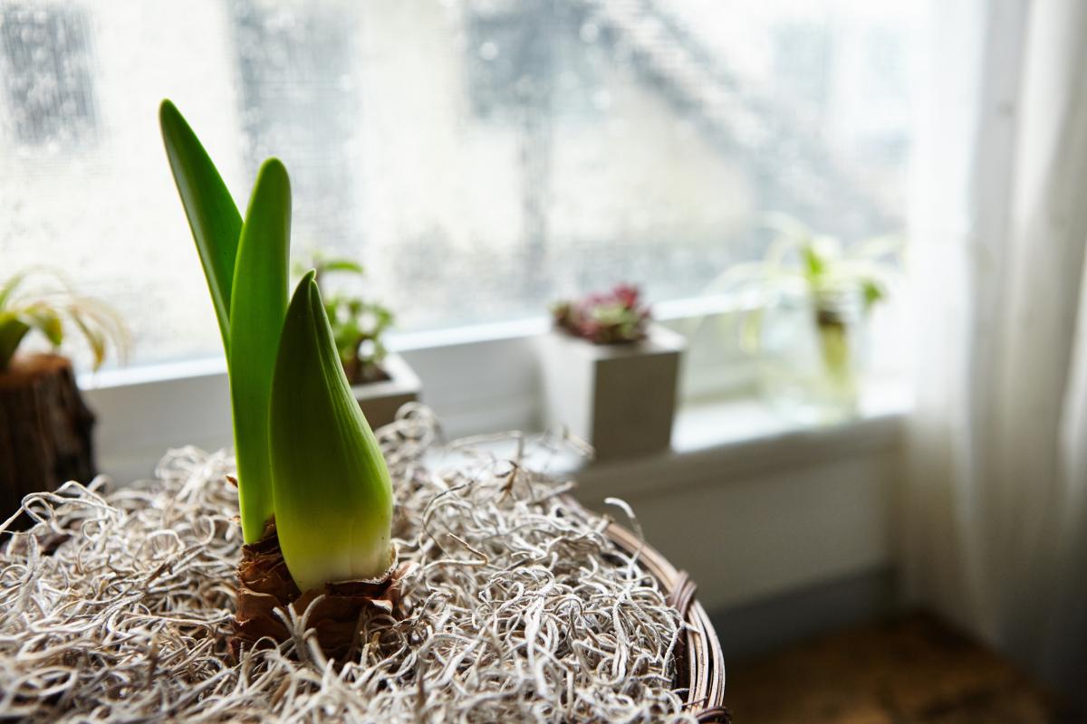 Jardim de inverno: o que é e como fazer na sua casa. Imagem de wirestock no Magnific.